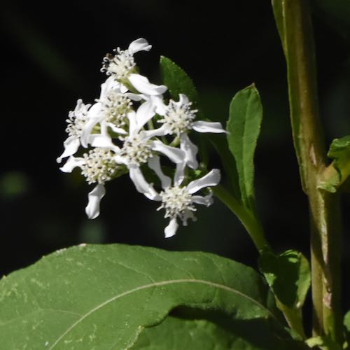 Frostweed